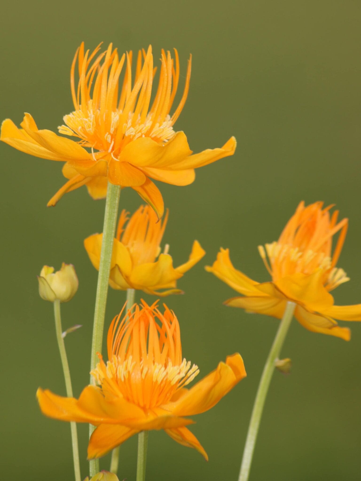Trollius Golden Queen