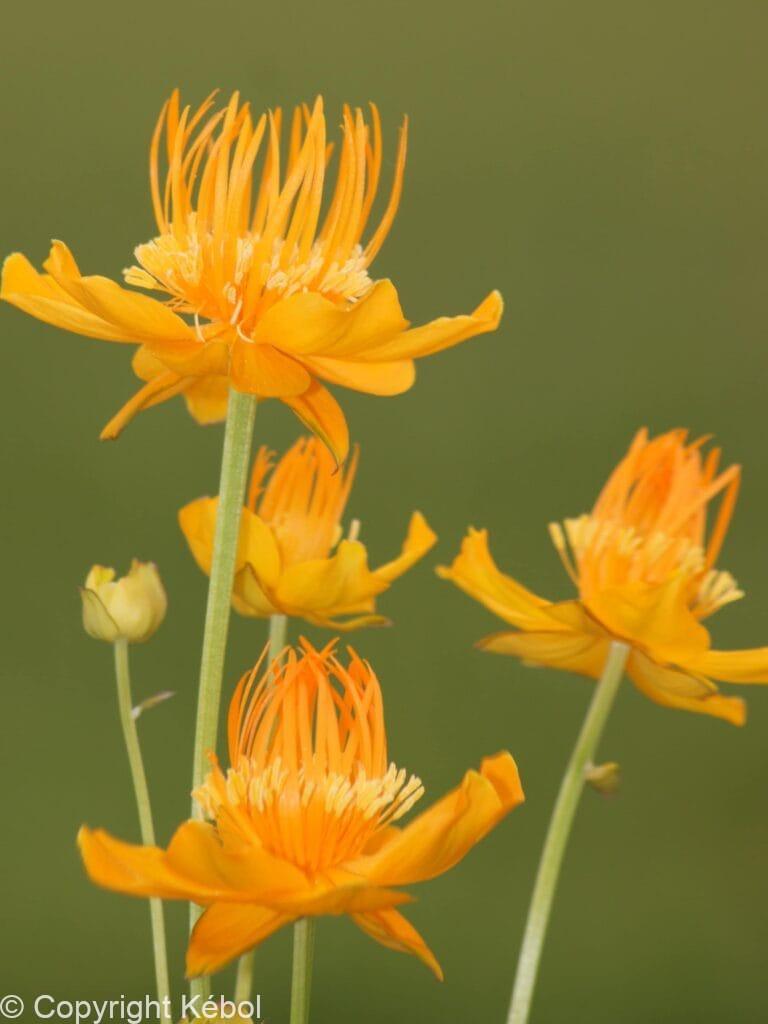 Trollius Golden Queen
