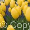 Tulipa Big Smile