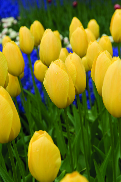 Tulipa Big Smile