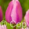 Tulipa Aafke