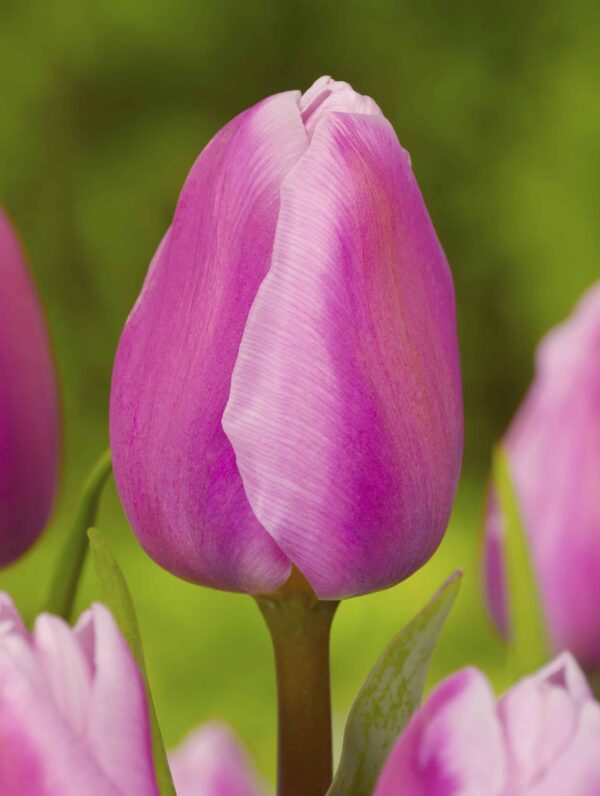 Tulipa Aafke