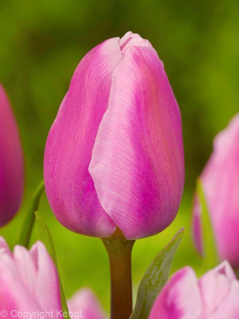 Tulipa Aafke