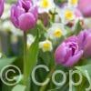 Tulipa Alibi