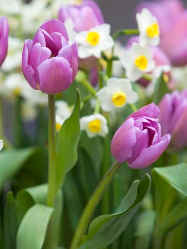 Tulipa Alibi