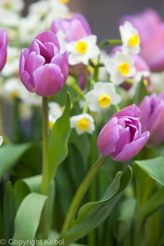 Tulipa Alibi