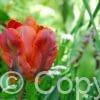 Tulipa Amazing Parrot