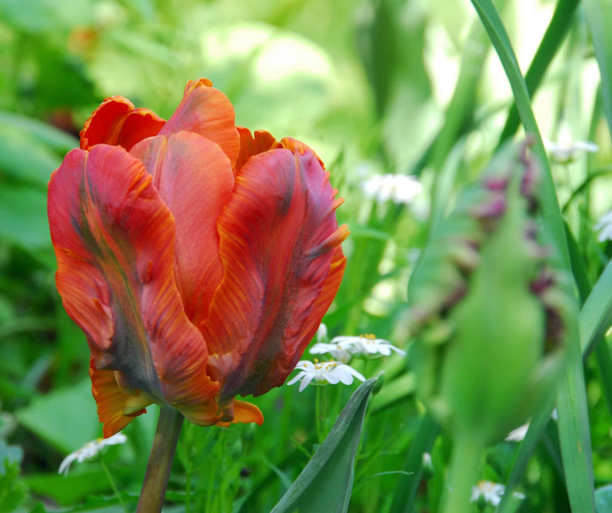 Tulipa Amazing Parrot