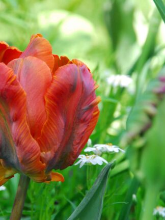 Tulipa Amazing Parrot
