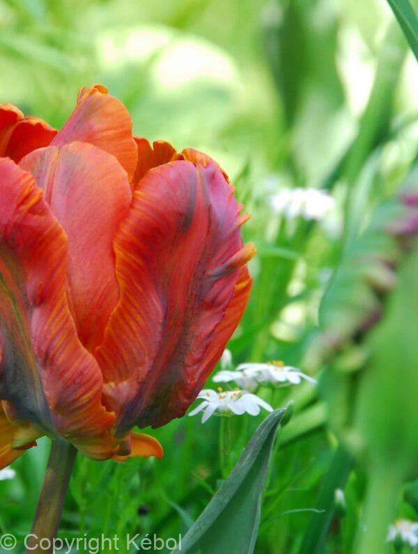 Tulipa Amazing Parrot