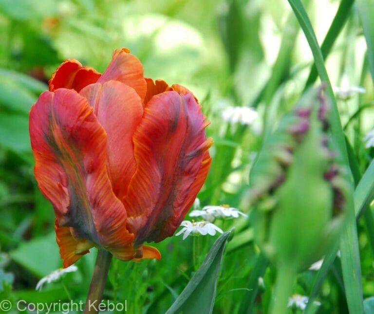 Tulipa Amazing Parrot