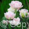 Tulipa Angelique
