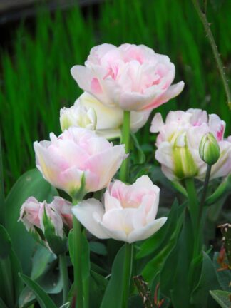 Tulipa Angelique