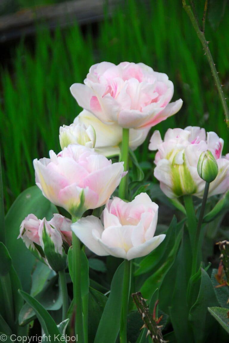 Tulipa Angelique