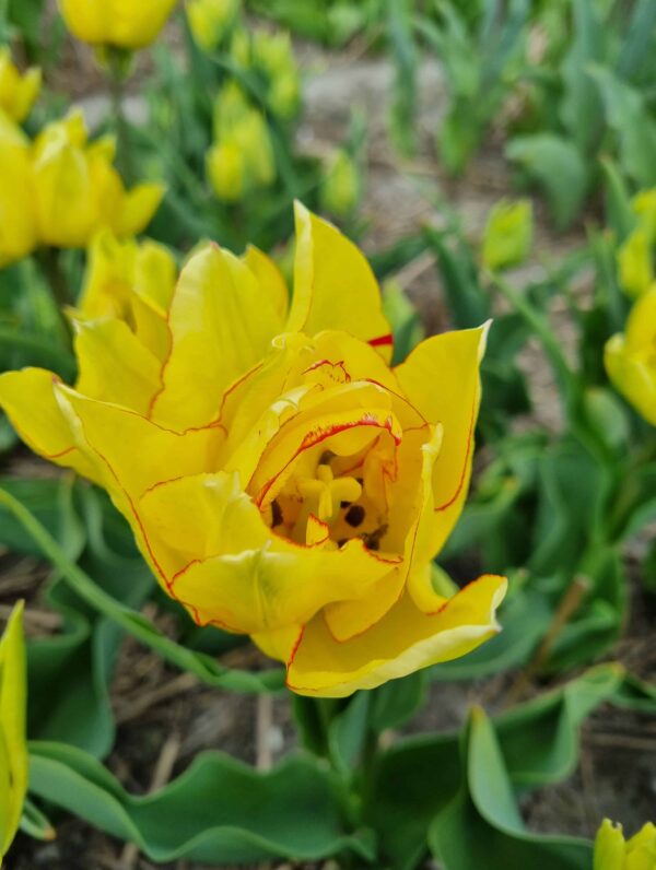 Tulipa Aquilla