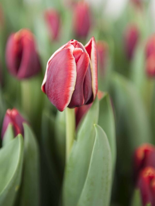 Tulipa Armani