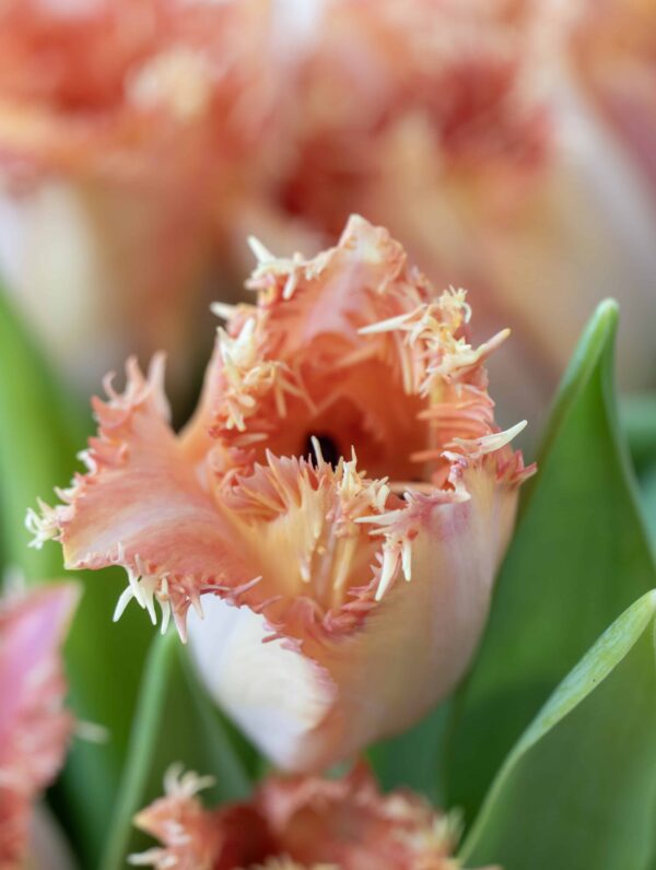 Tulipa Ballroom