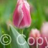 Tulipa Bell Song