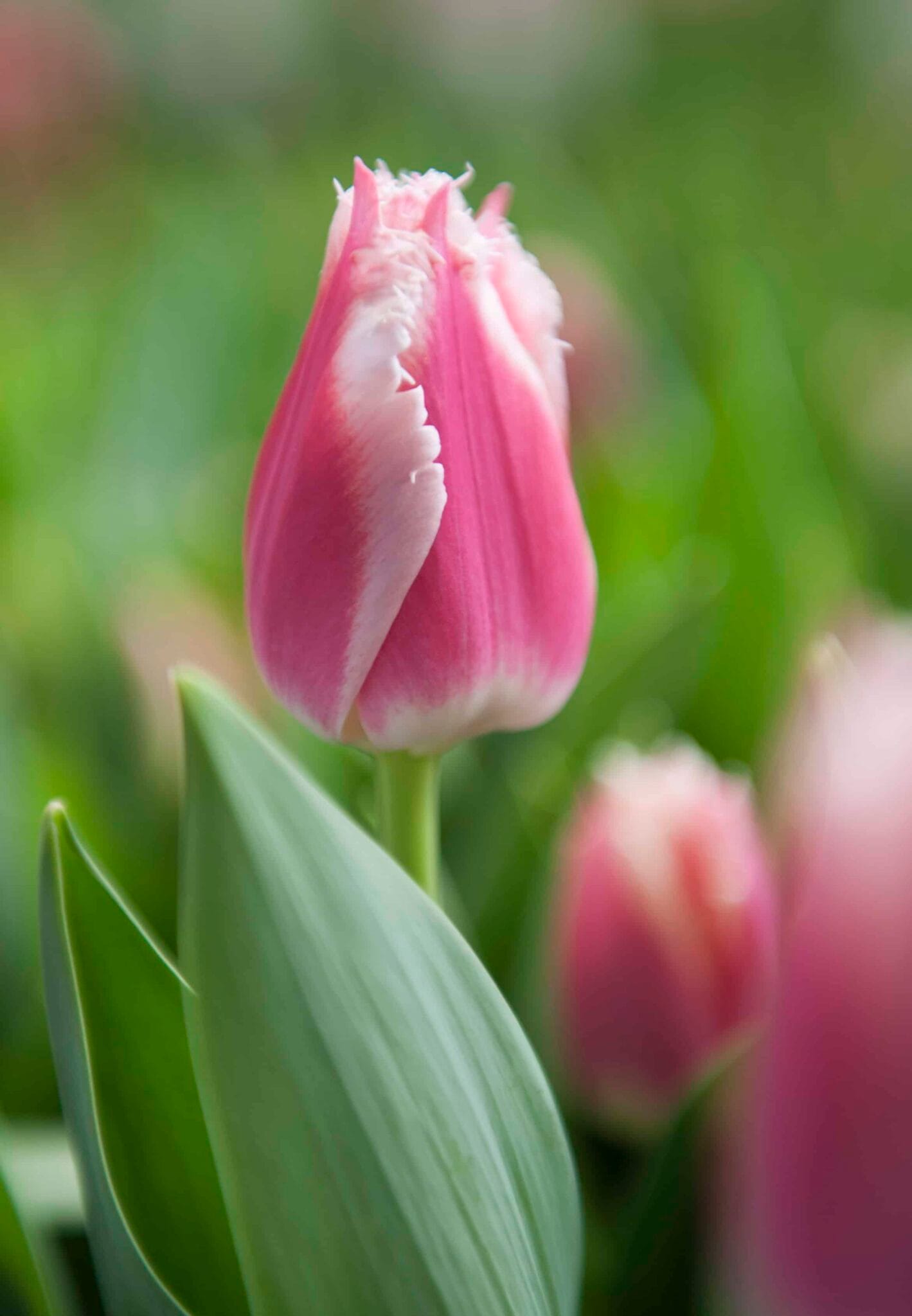 Tulipa Bell Song