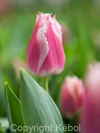 Tulipa Bell Song