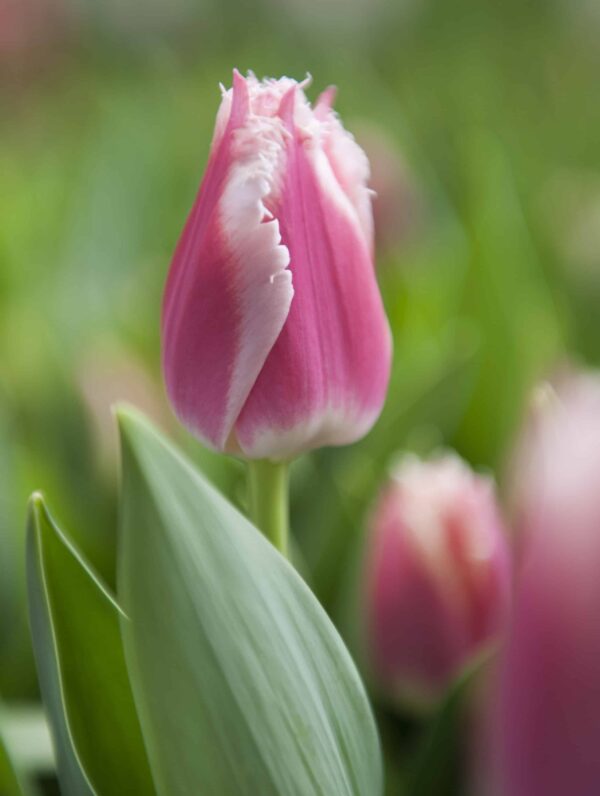 Tulipa Bell Song