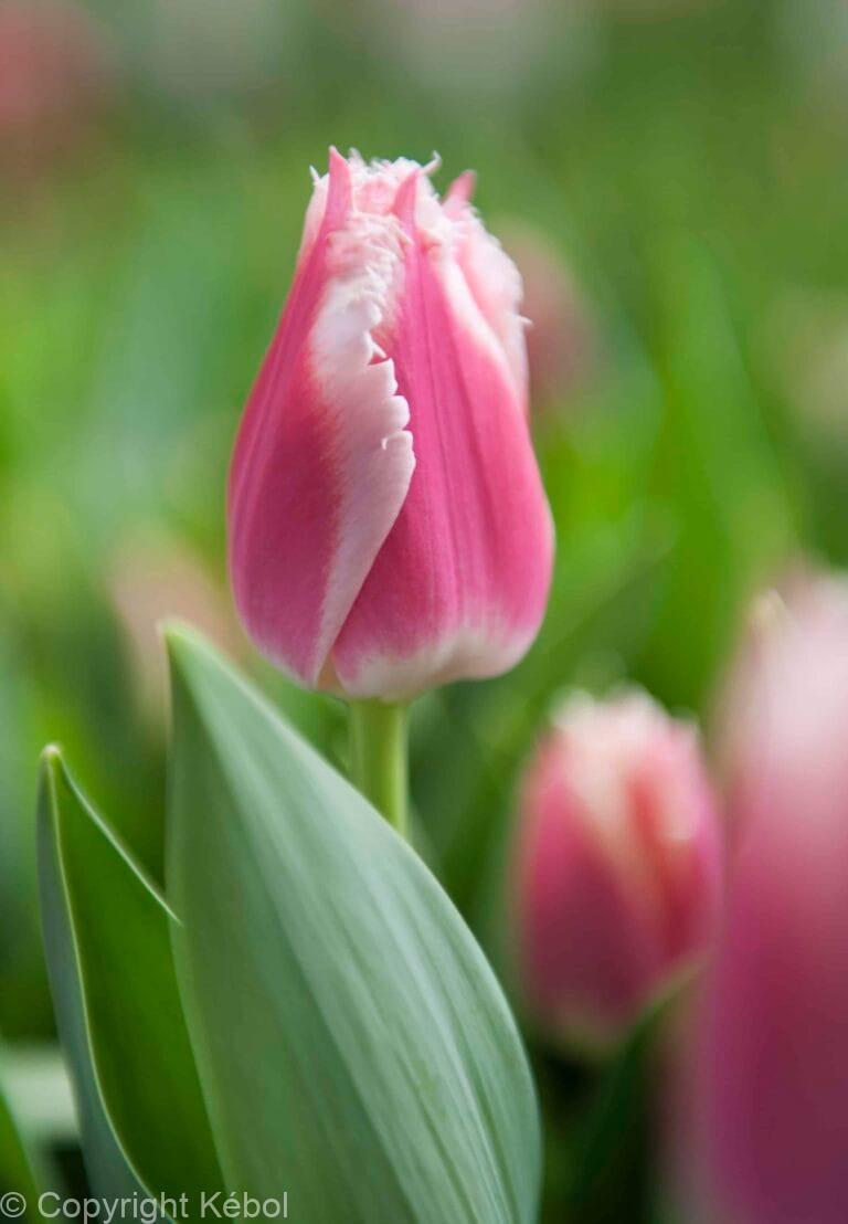 Tulipa Bell Song