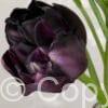 Tulipa Black Hero