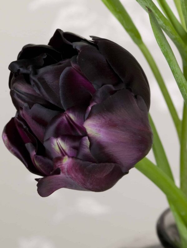 Tulipa Black Hero