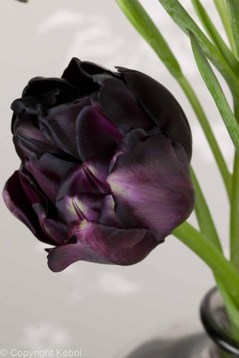 Tulipa Black Hero