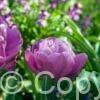 Tulipa Blue Diamond