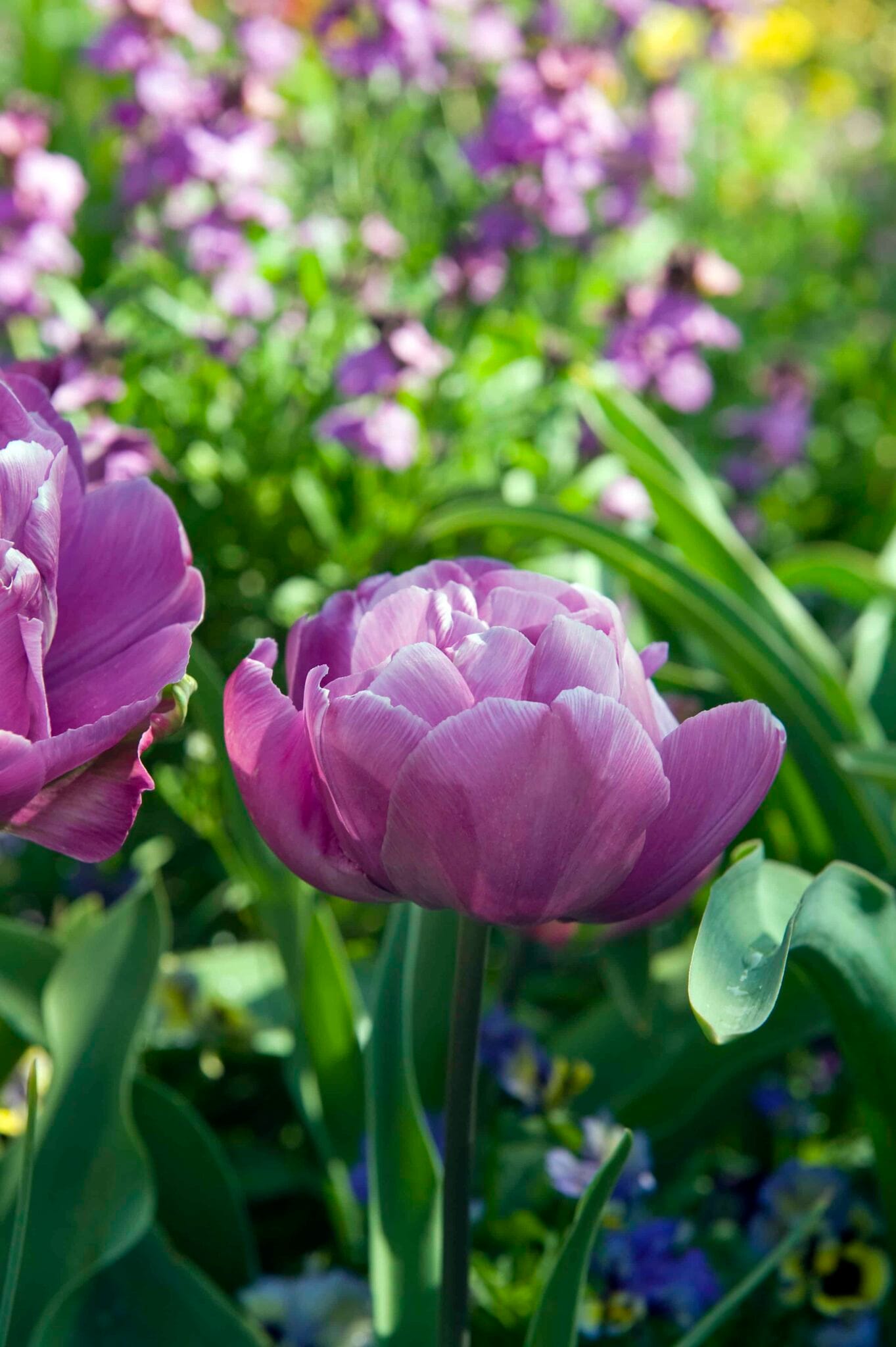 Tulipa Blue Diamond
