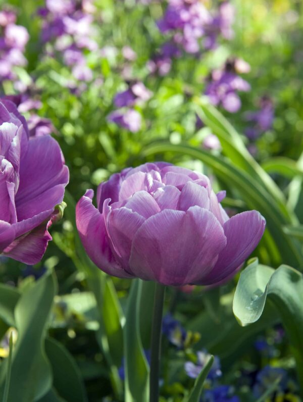 Tulipa Blue Diamond