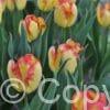 Tulipa Cape Town