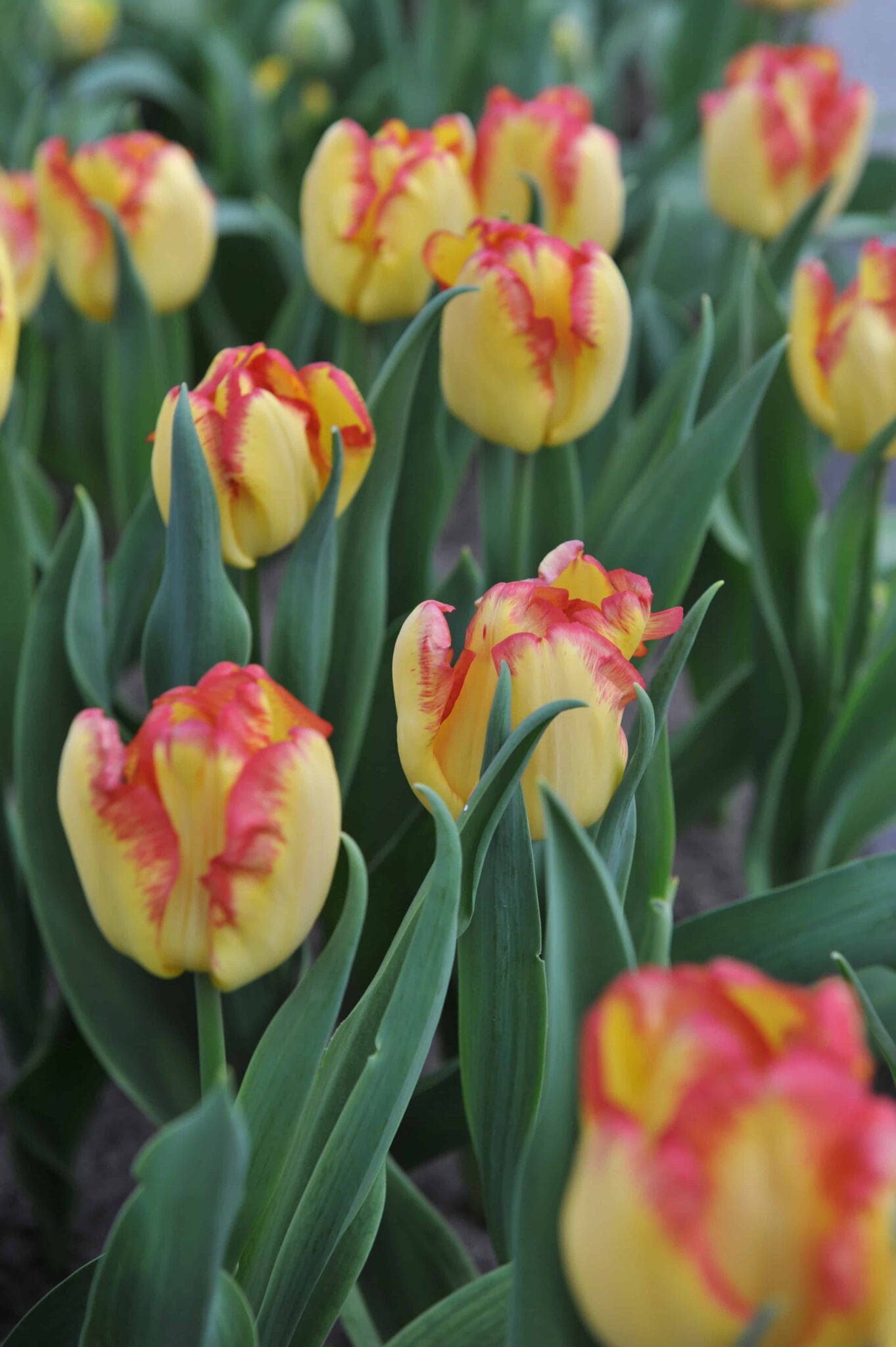 Tulipa Cape Town