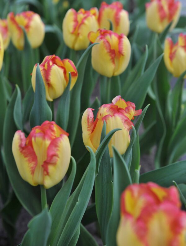 Tulipa Cape Town