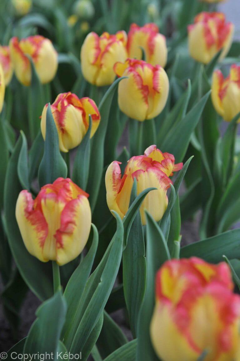 Tulipa Cape Town