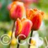 Tulipa Cash