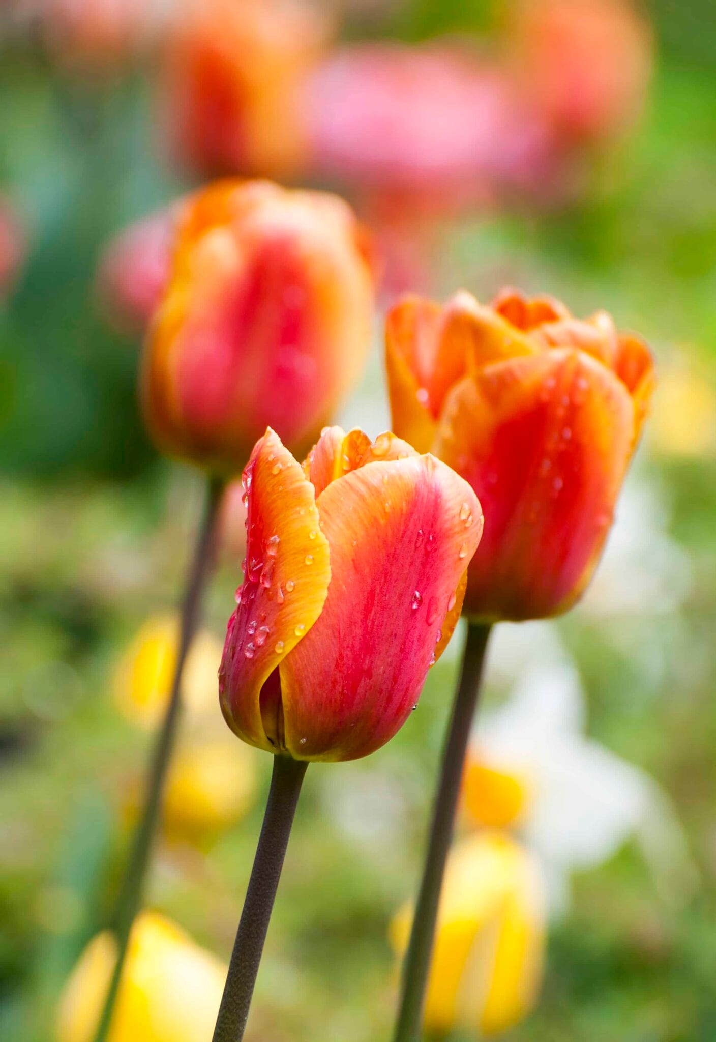 Tulipa Cash