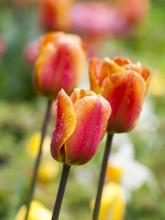 Tulipa Cash