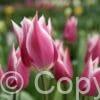 Tulipa Claudia