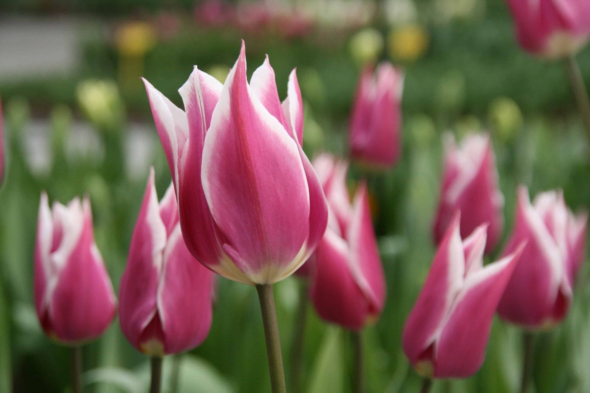Tulipa Claudia