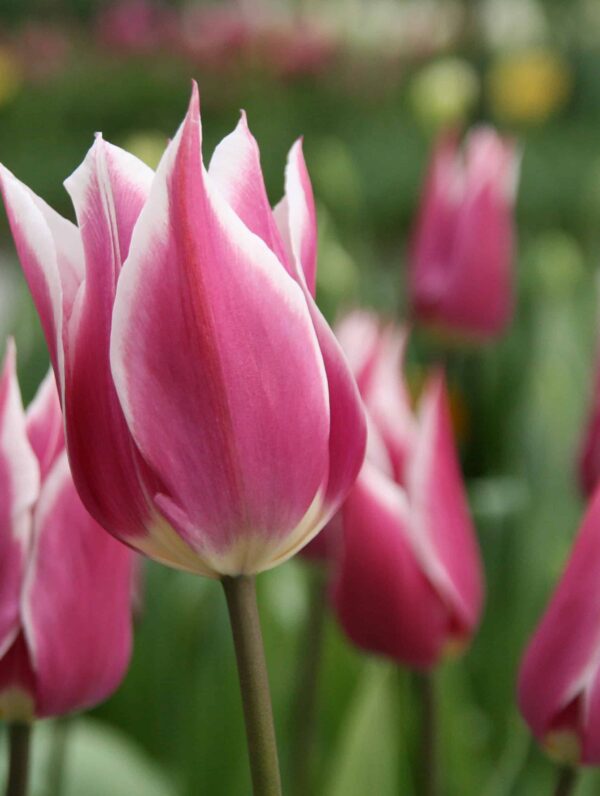 Tulipa Claudia