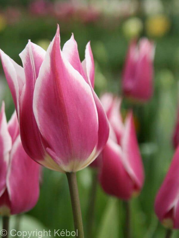 Tulipa Claudia