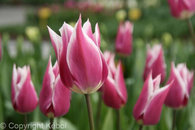 Tulipa Claudia