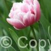 Tulipa Columbus