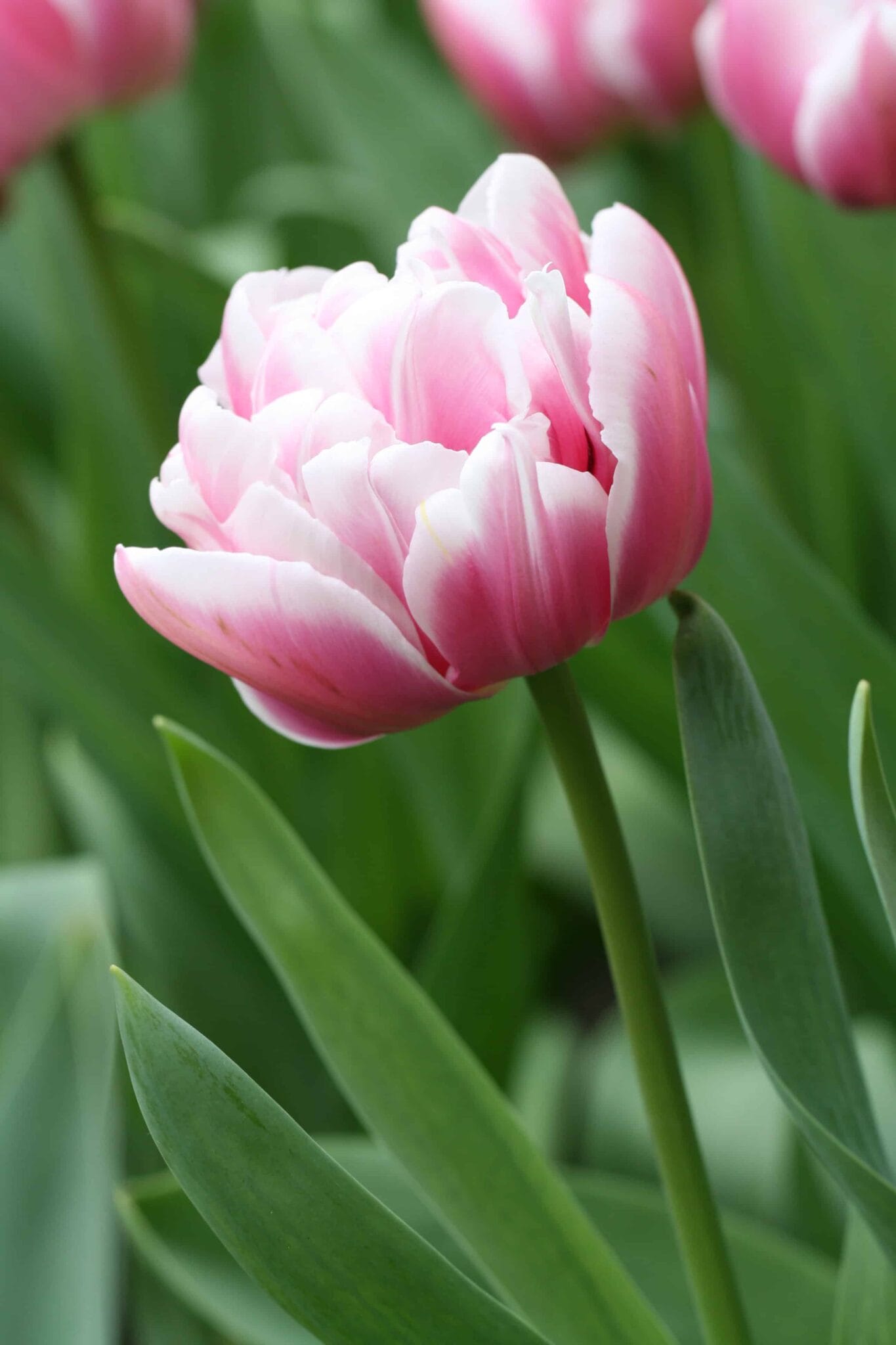 Tulipa Columbus