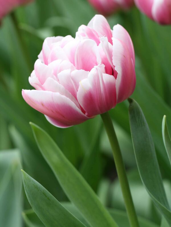 Tulipa Columbus