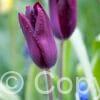 Tulipa Deep Purple Rock