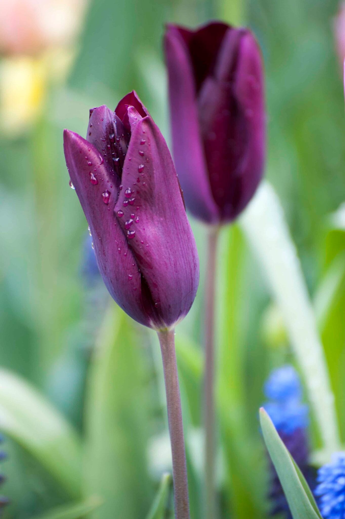 Tulipa Deep Purple Rock