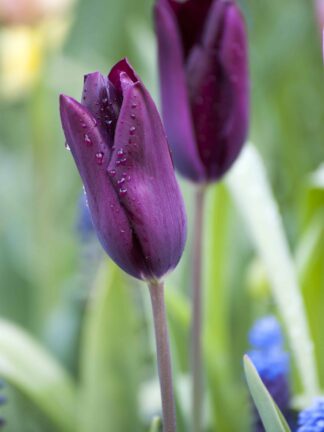 Tulipa Deep Purple Rock